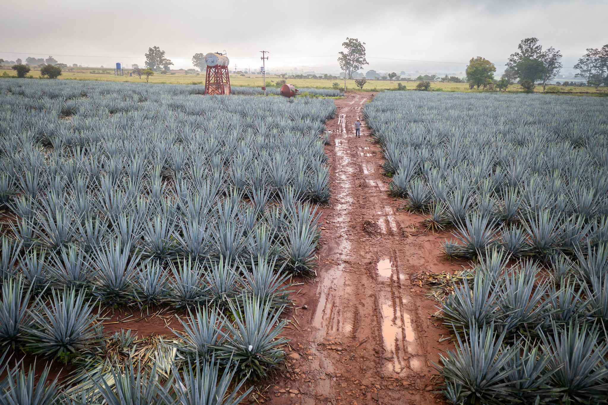 A single worker walking a rutted red dirt road between planted rows of blue agave under low fog.